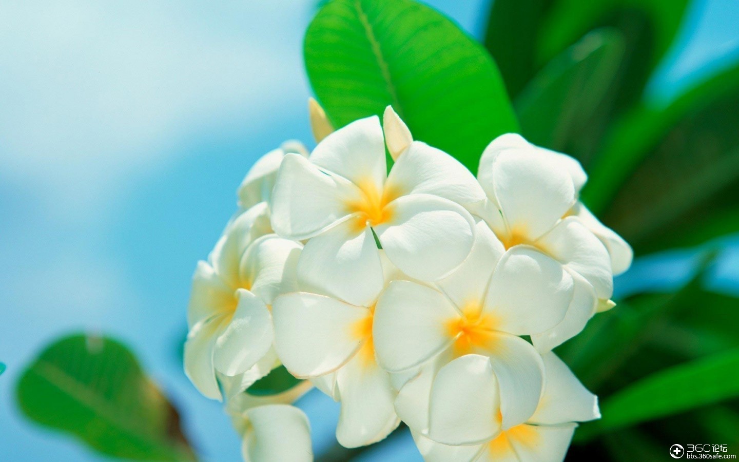 护眼的植物桌面壁纸_360社区