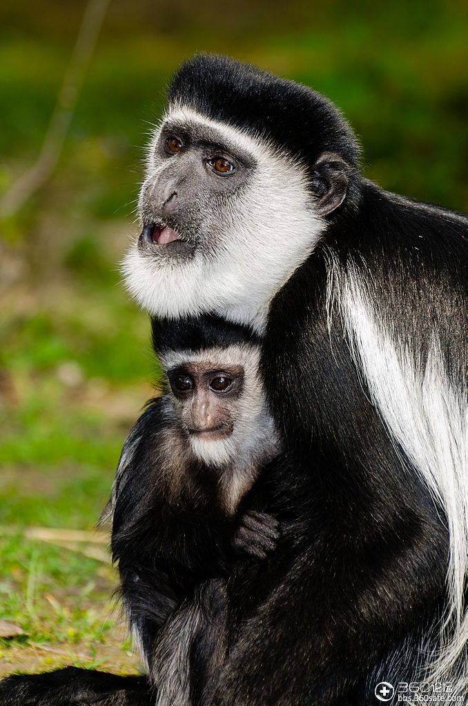东黑白疣猴(学名:colobus guereza),是猴科的一种黑白疣猴,分布在非洲