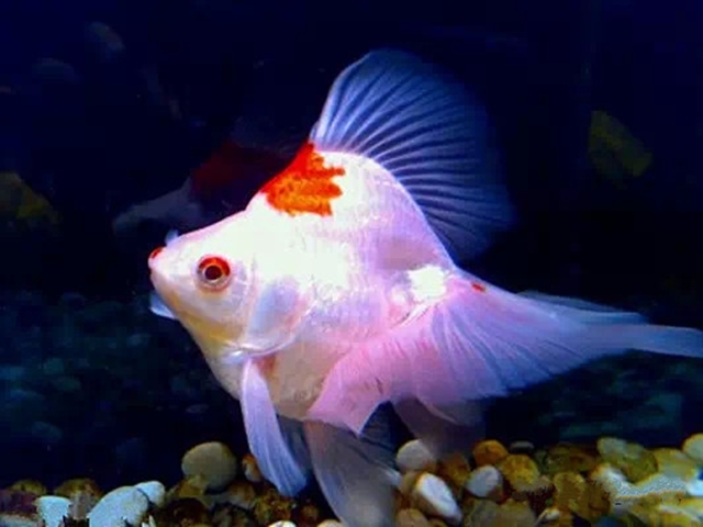 146 长尾红白琉金.jpg