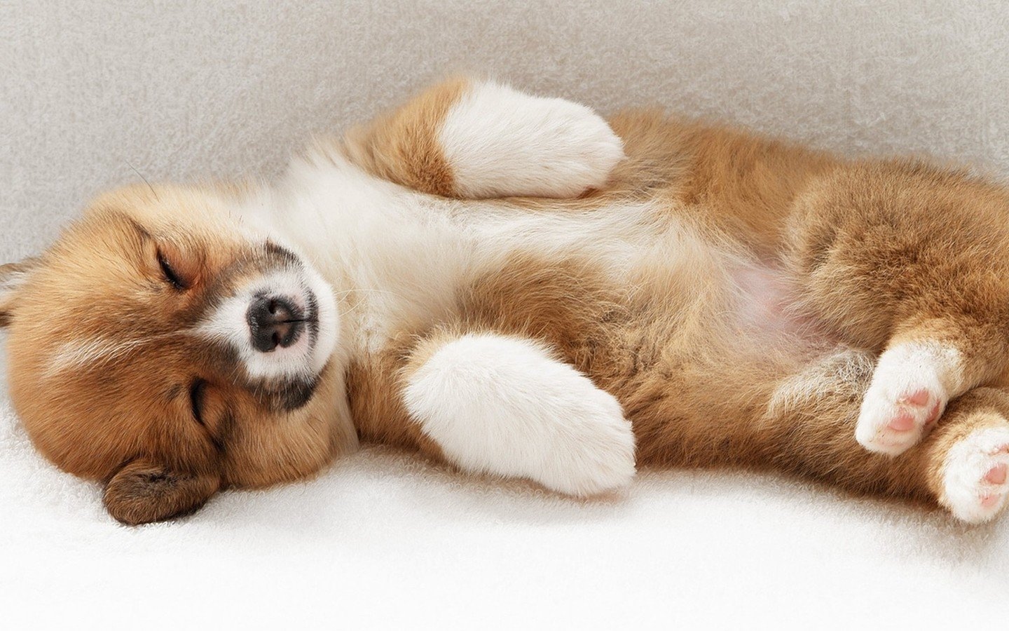 可爱的萌宠电脑桌面壁纸