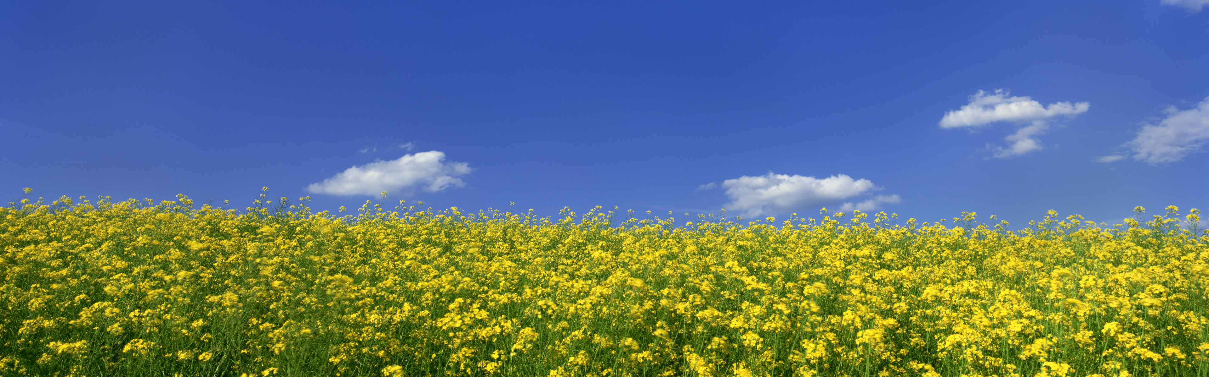 雙屏花卉壁紙3200x1200_【40p55m】附雲盤下載地址