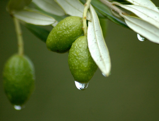 橄榄泡水治咽干咽痛