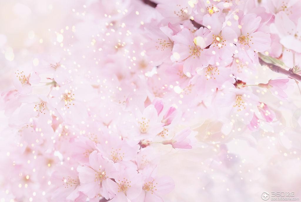 【优美图文】樱花