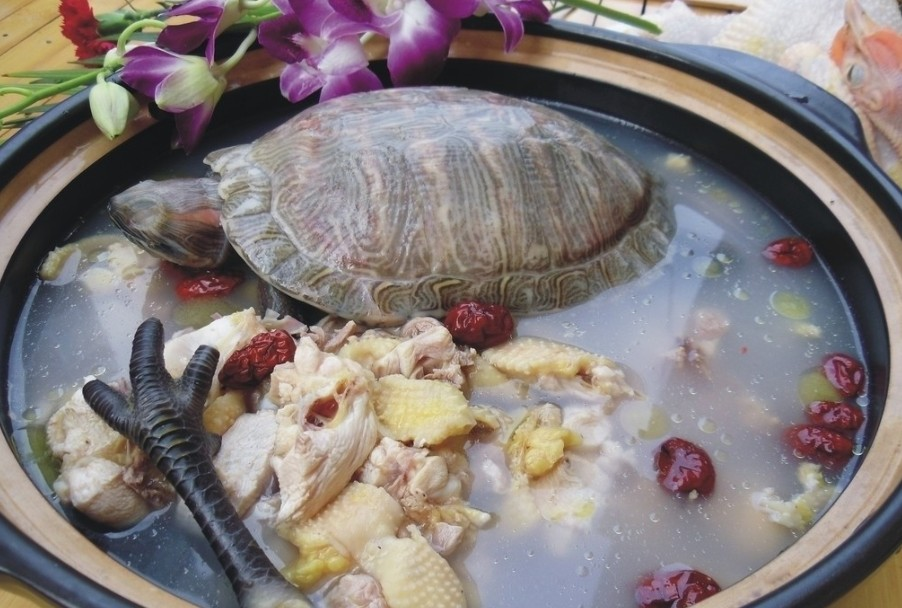 乌龟炖鸡