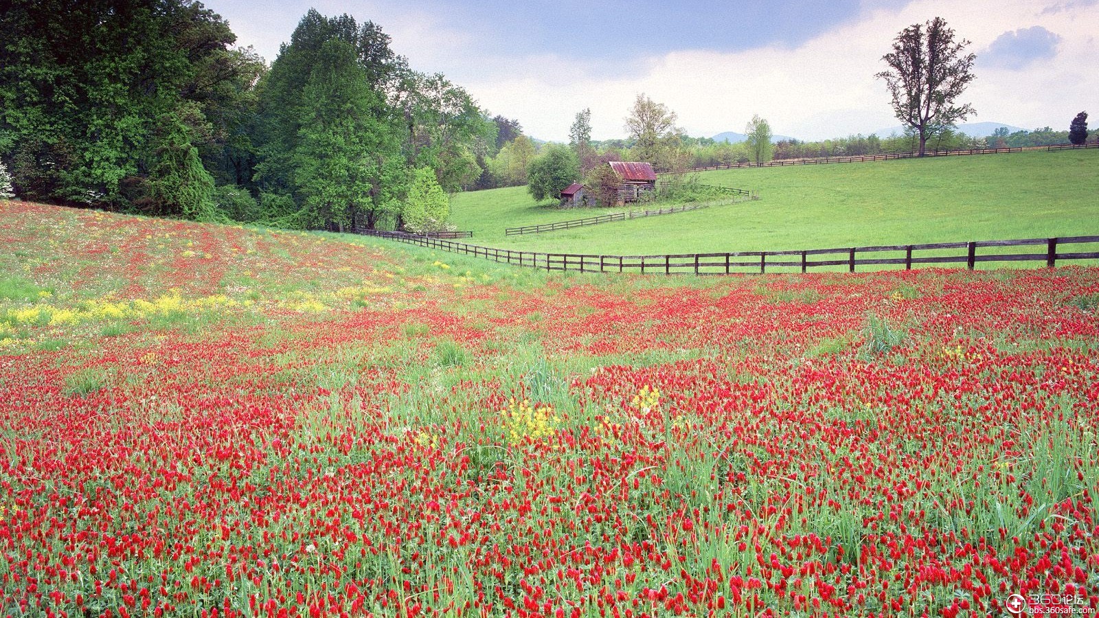 树木护眼桌面壁纸下载 (二)_360社区