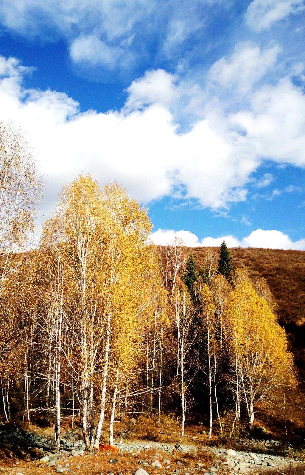 随拍那一片白桦林:白桦深处,聆听朴树