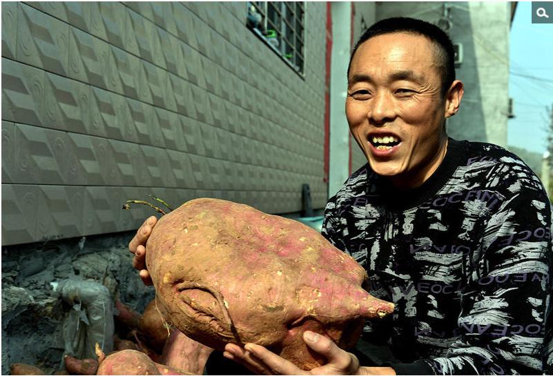 湖北襄阳农民种出红薯王最大18斤重
