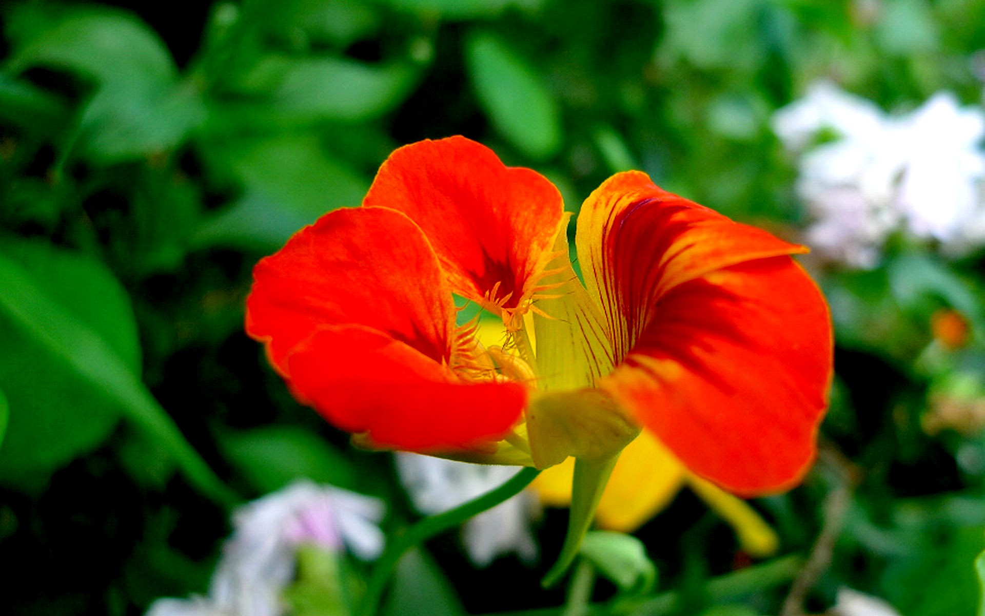 旱金莲花卉桌面