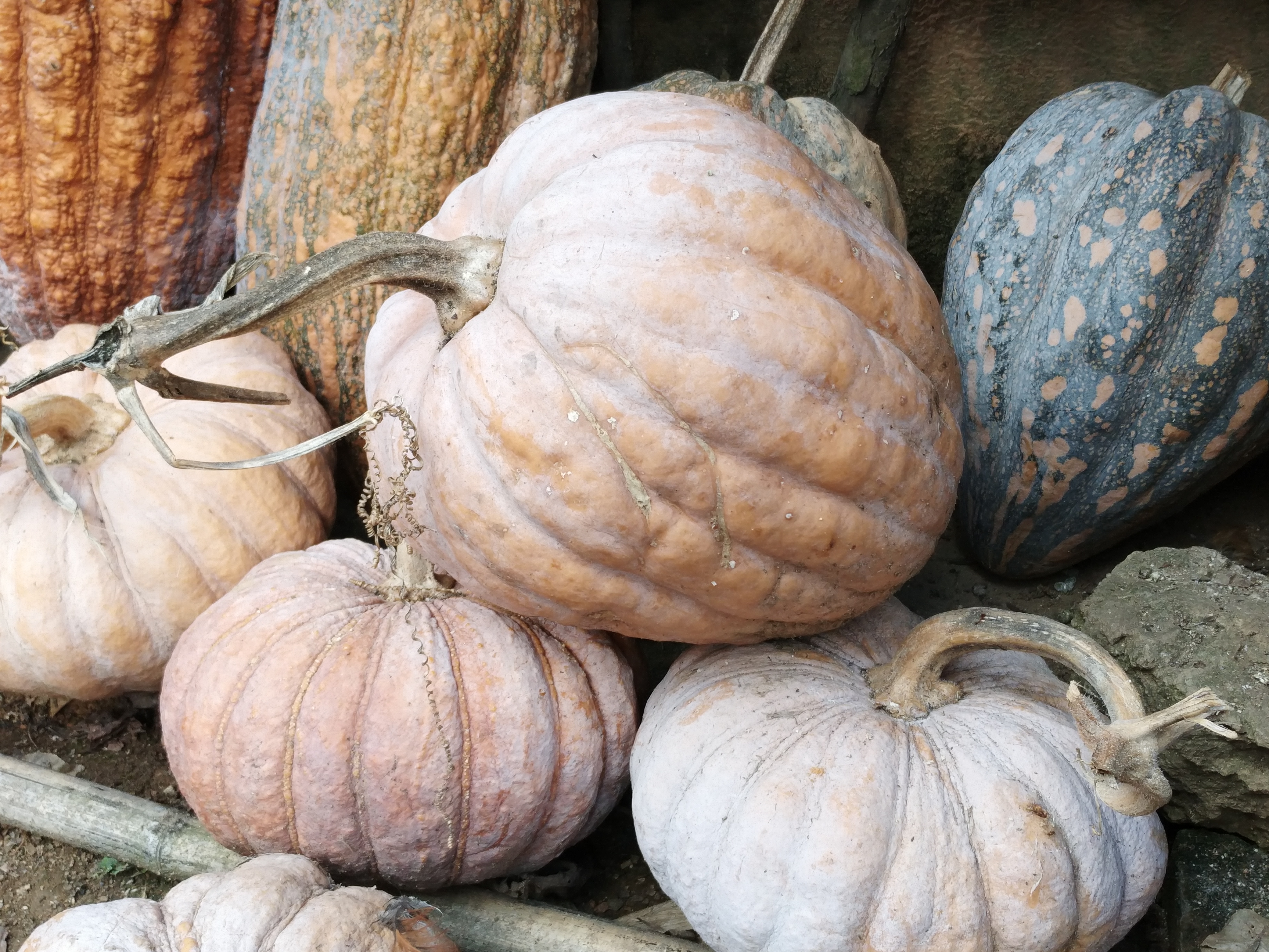 丰收瓜(360q5p手机随拍)