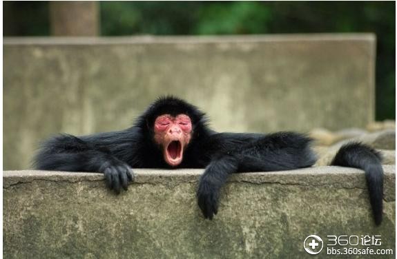 动物们哈欠连天的可爱萌样