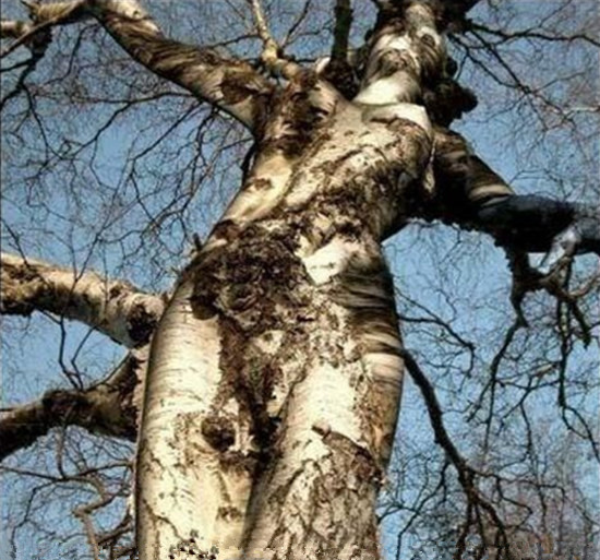 恐怖的食人树图片